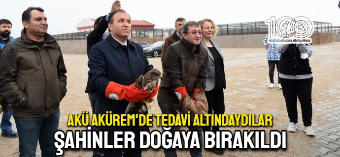 Tedavisi tamamlanan Şahinler doğaya bırakıldı    